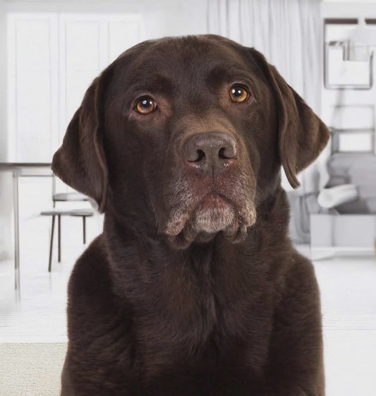 Custom Royal Pet Portrait - Personalized Renaissance Canvas Art - Canvas Gallery Wraps